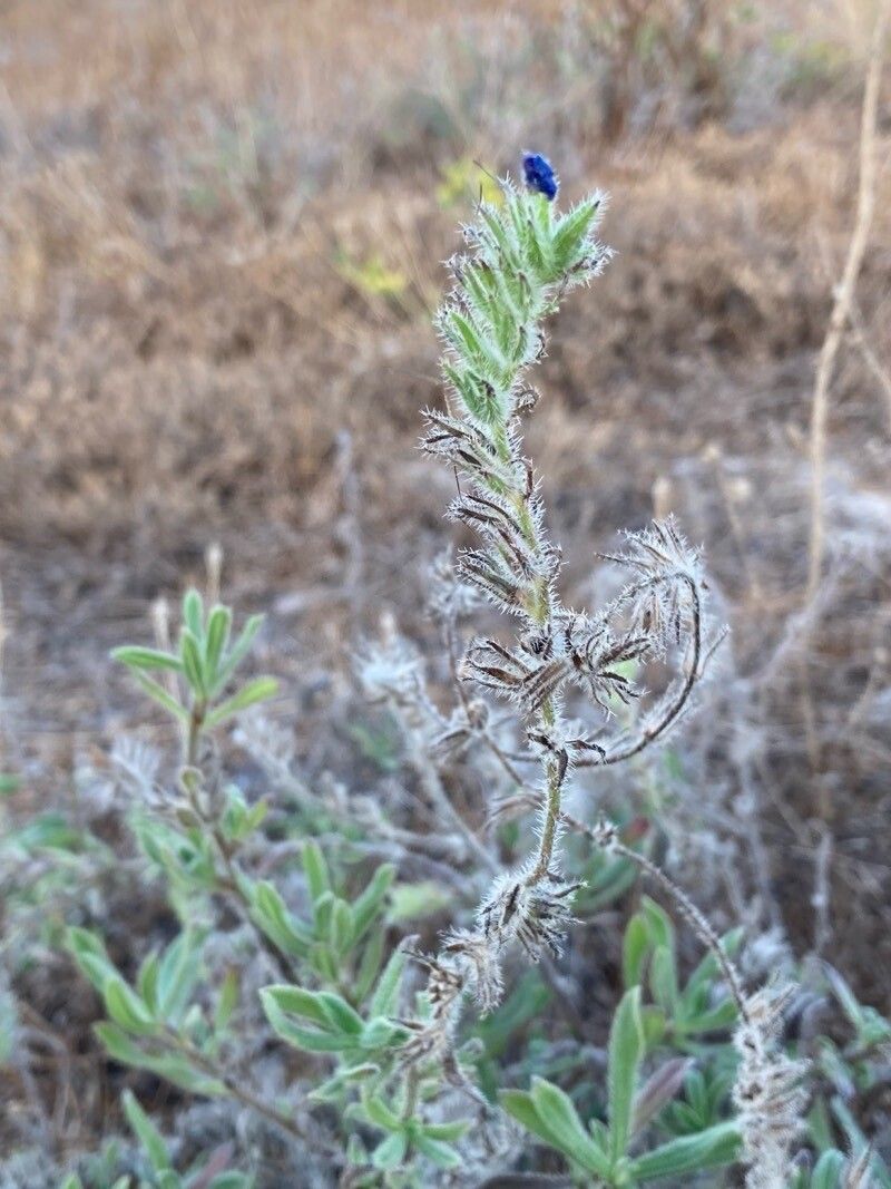 Echium arenarium bark