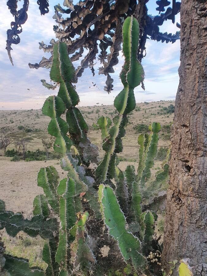 Euphorbia bussei leaf