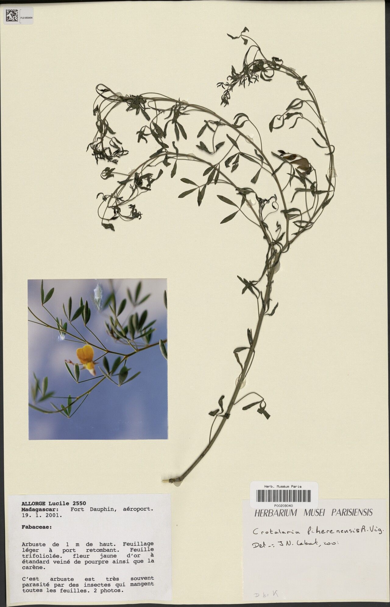 Crotalaria fiherenensis — houseplant care guide