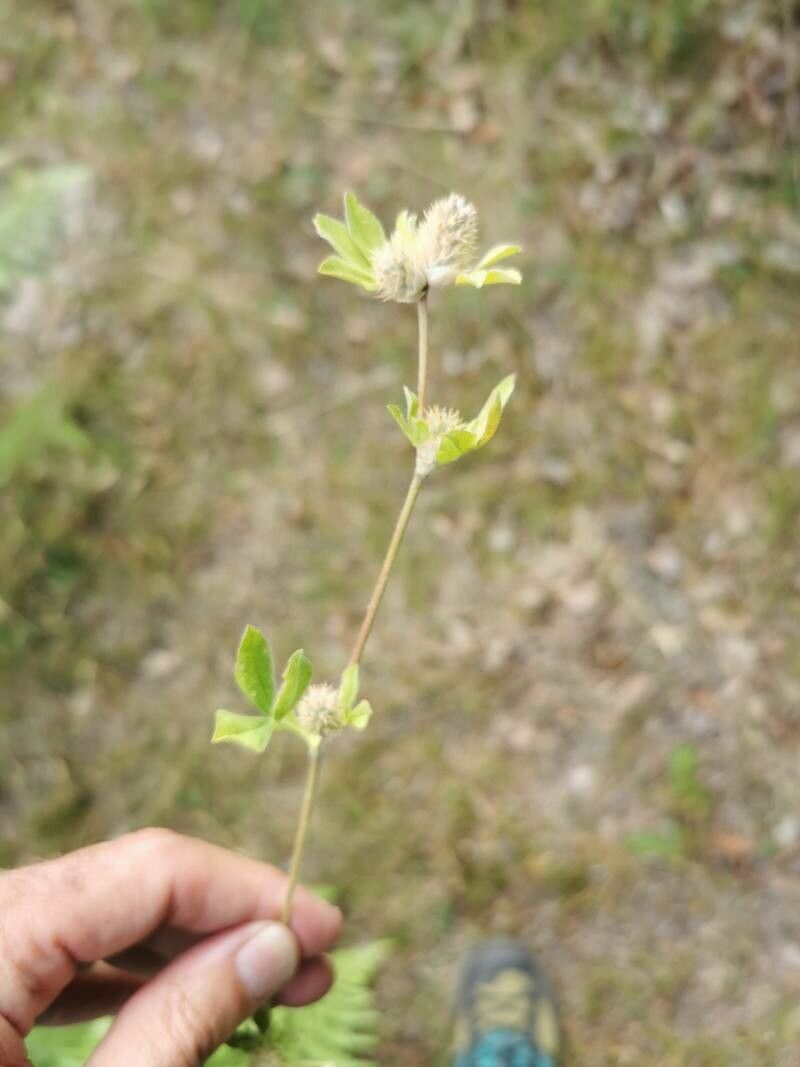 Trifolium striatum — search result for 'Trifolium'