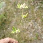 Trifolium striatum