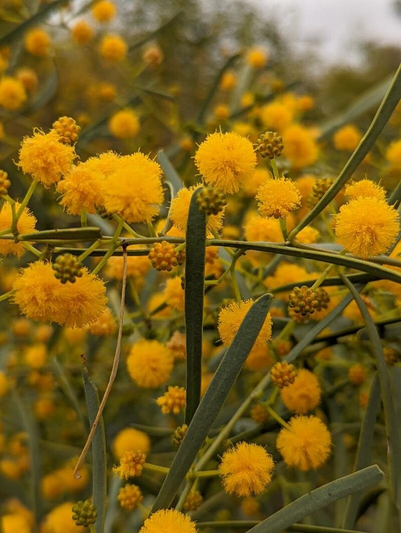 Acacia ligulata leaf