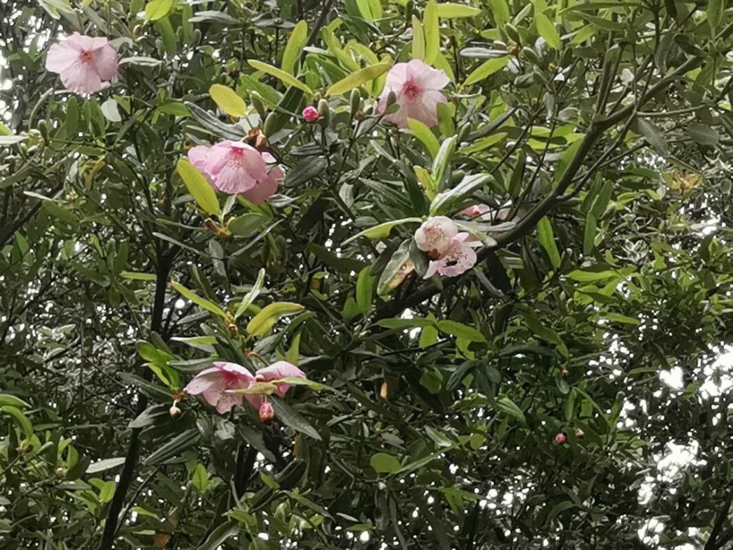 Clusia orthoneura flower