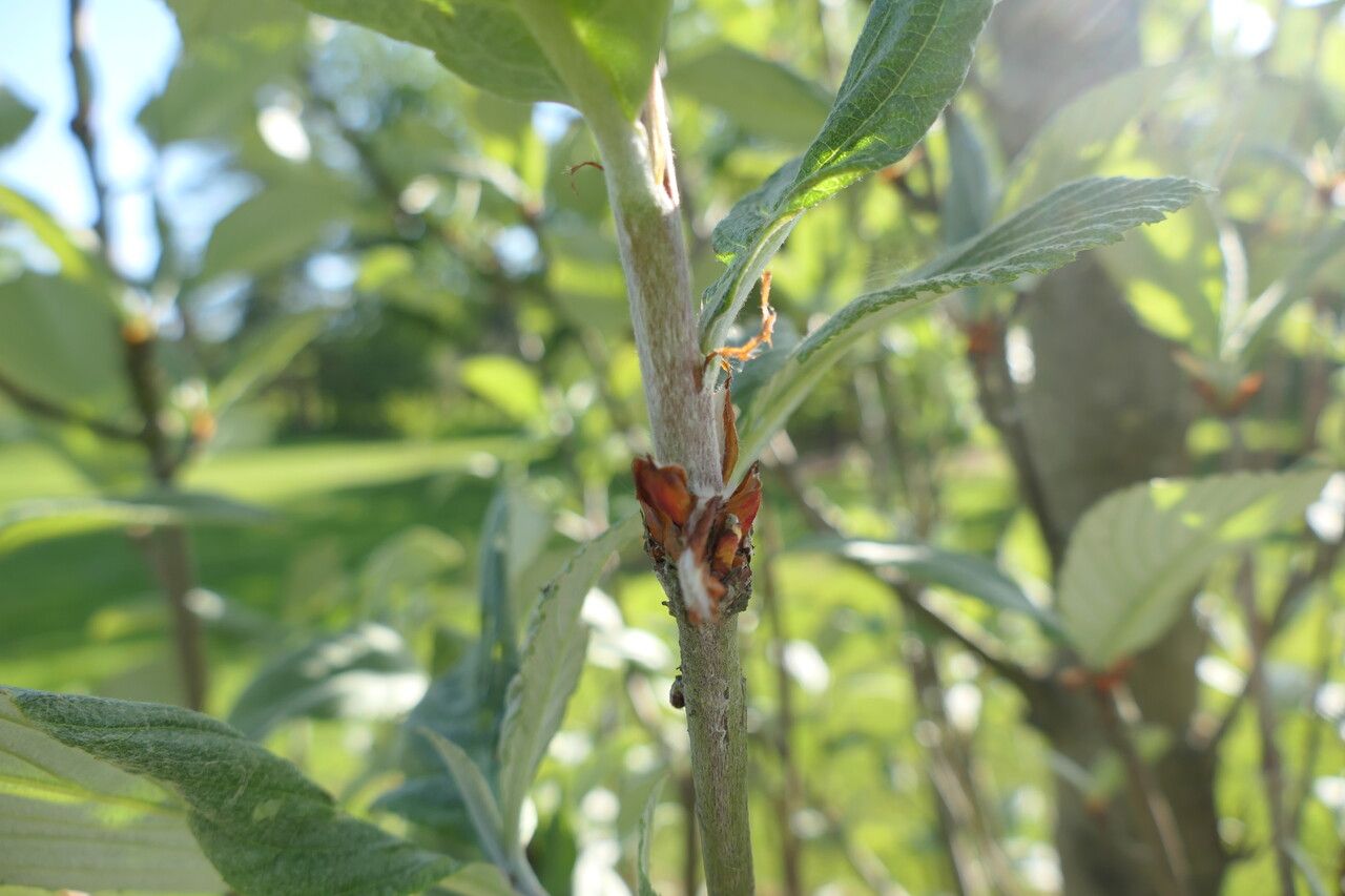 Sorbus thibetica bark