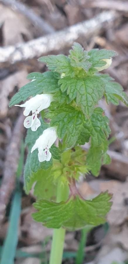 Lamium bifidum
