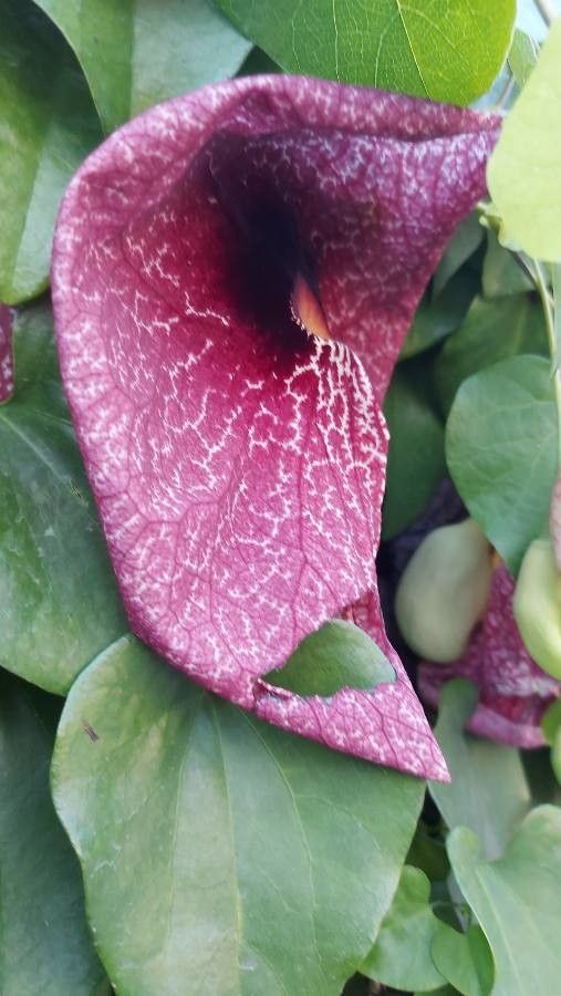 Aristolochia elegans flower