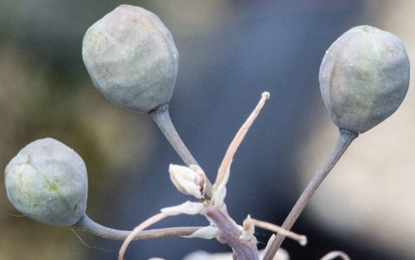 Bulbine torta — search result for 'Bulbine'