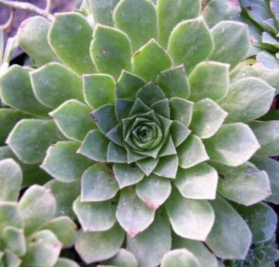 Aeonium aizoon