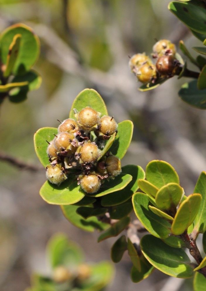 Tristaniopsis callobuxus fruit