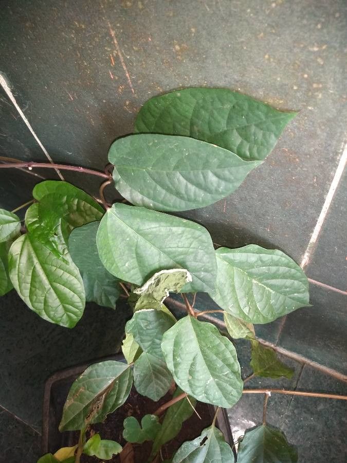 Clerodendrum thomsonae — search result for 'Clerodendrum'