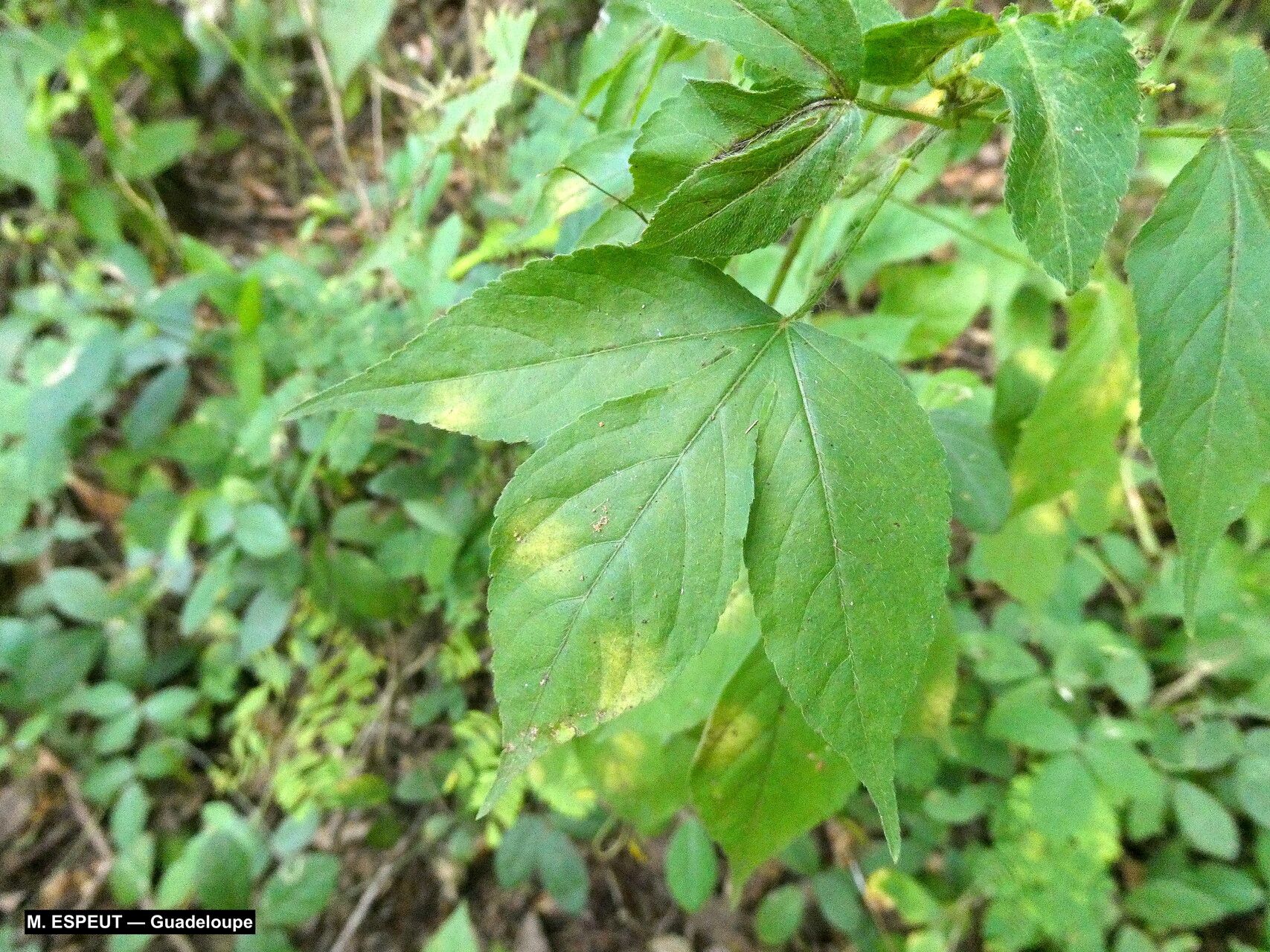 Astraea surinamensis — related species from the same genus