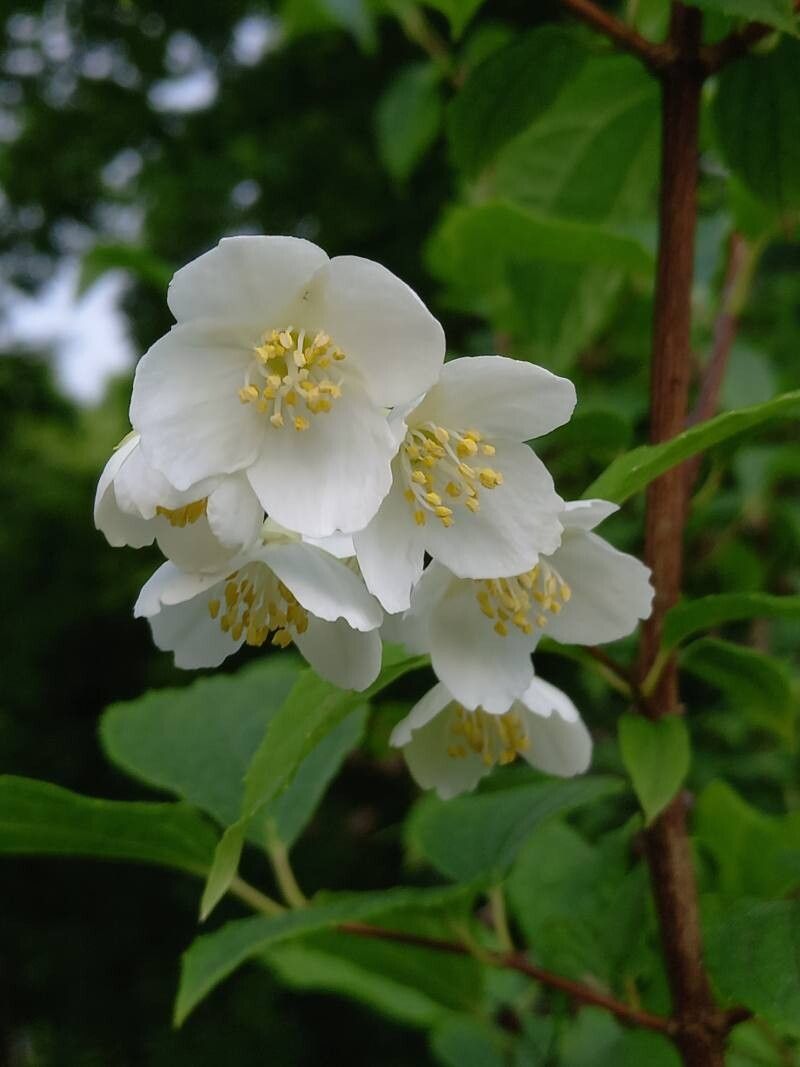 Philadelphus zhejiangensis flower