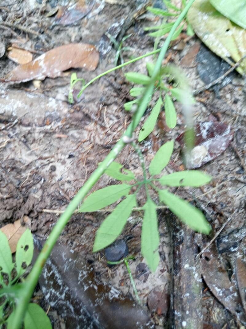 Passiflora cirrhiflora — houseplant care guide