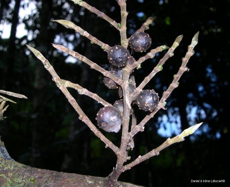 Ficus pteroporum fruit