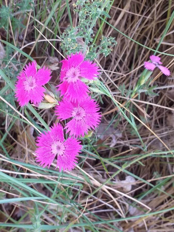 Dianthus seguieri flower