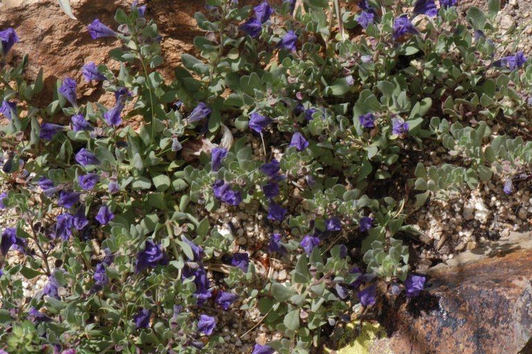 Scutellaria sapphirina habit