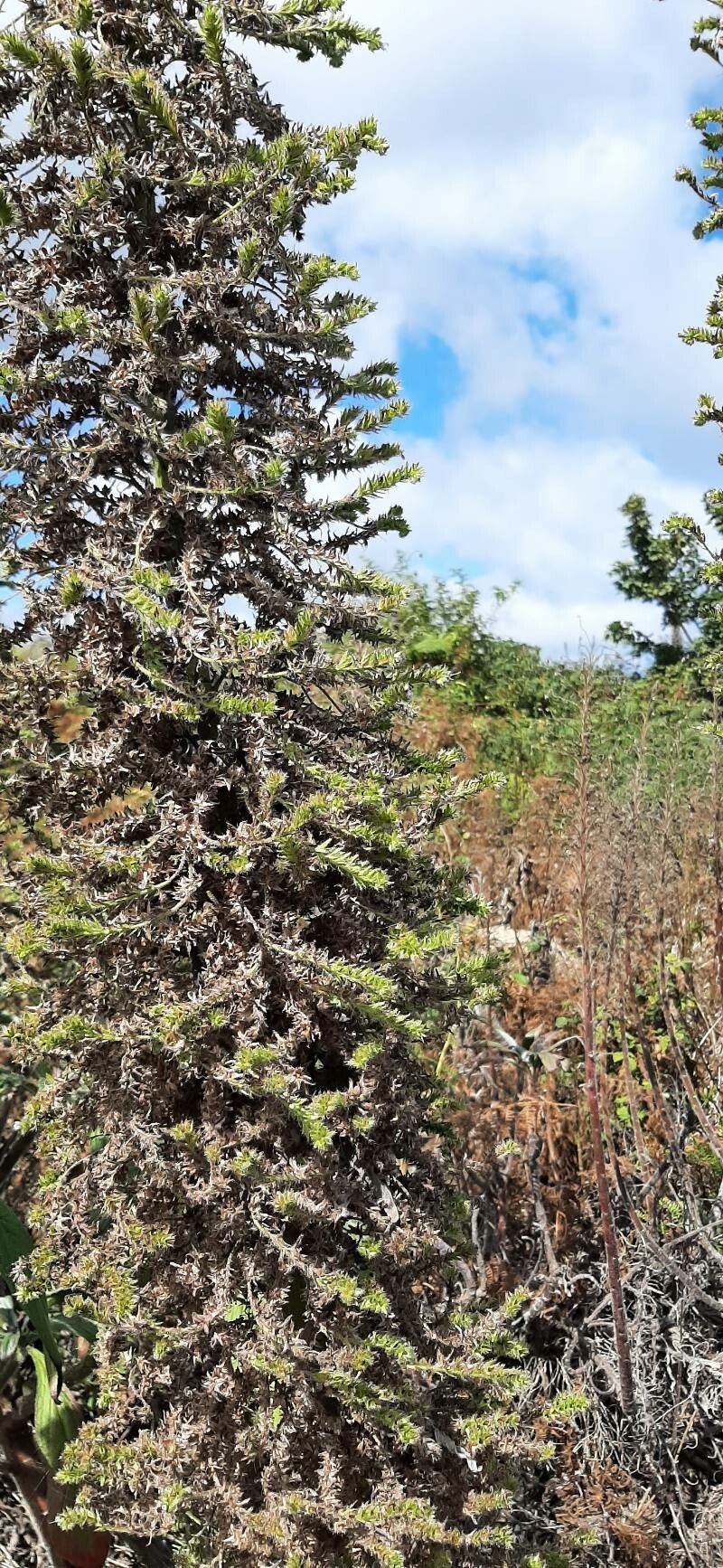 Echium parviflorum fruit