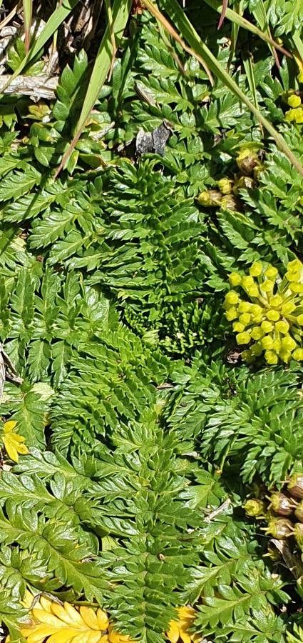 Haplosciadium abyssinicum leaf
