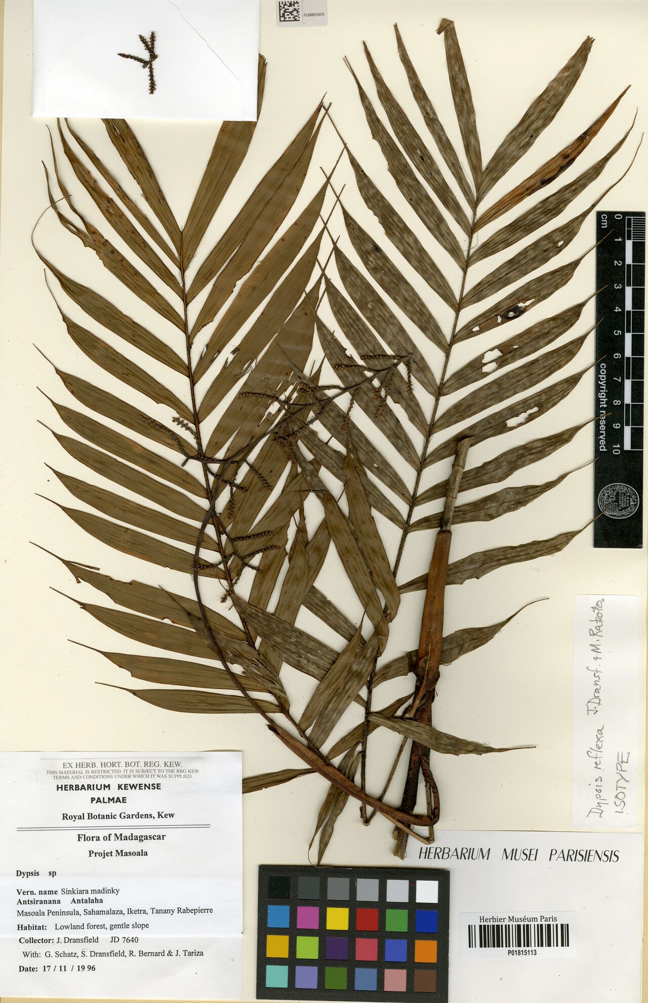 Dypsis reflexa — houseplant care guide