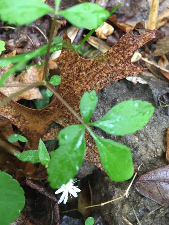 Panax trifolius leaf