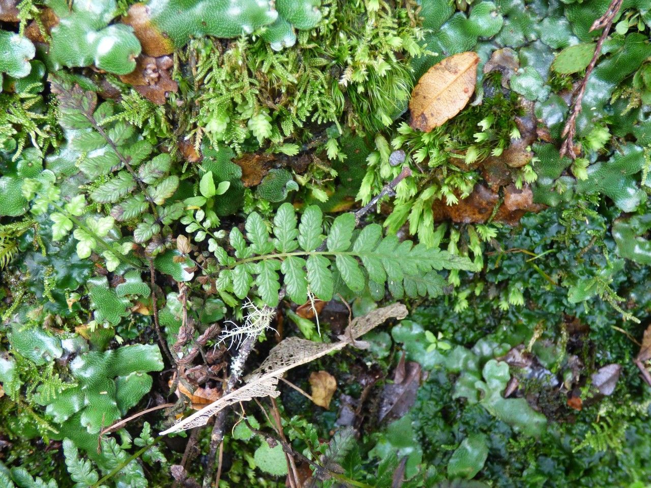 Thelypteris heteroptera leaf