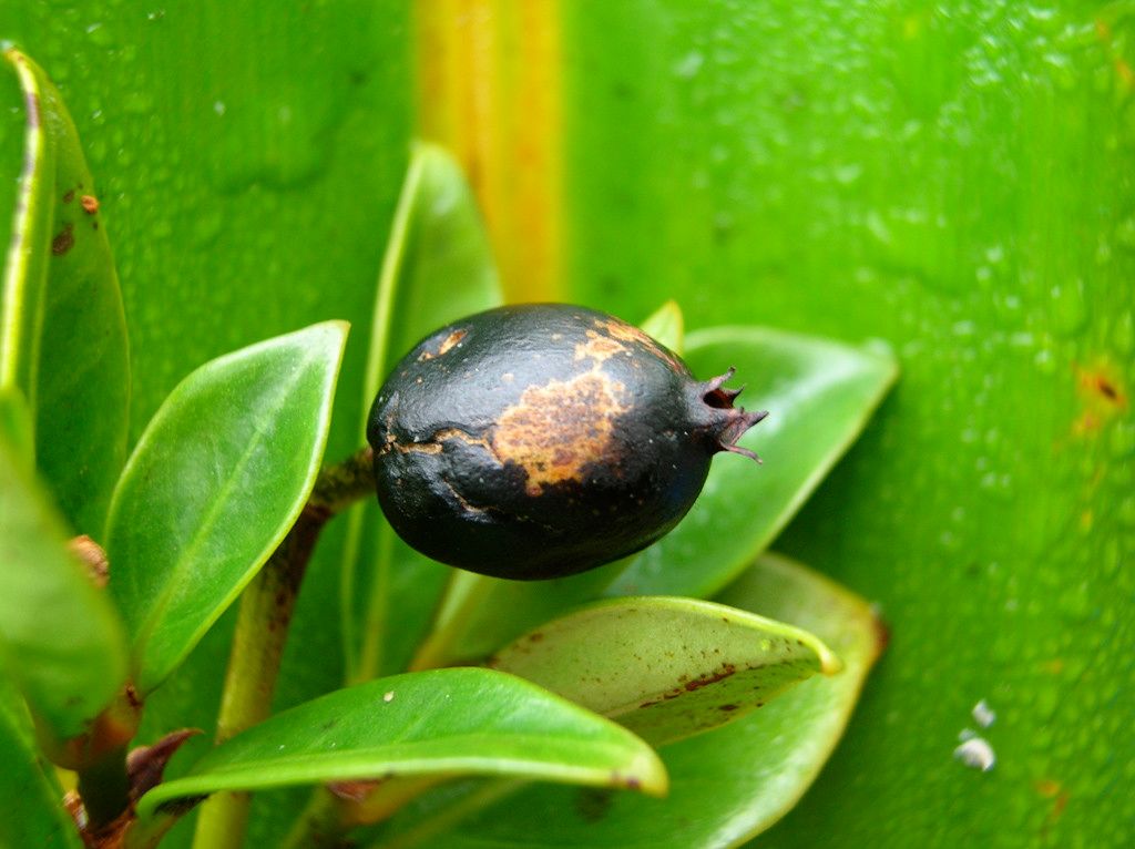 Psychotria gneissica fruit