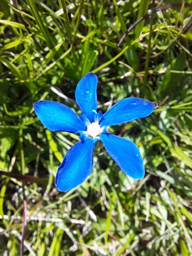 Gentiana rostanii flower