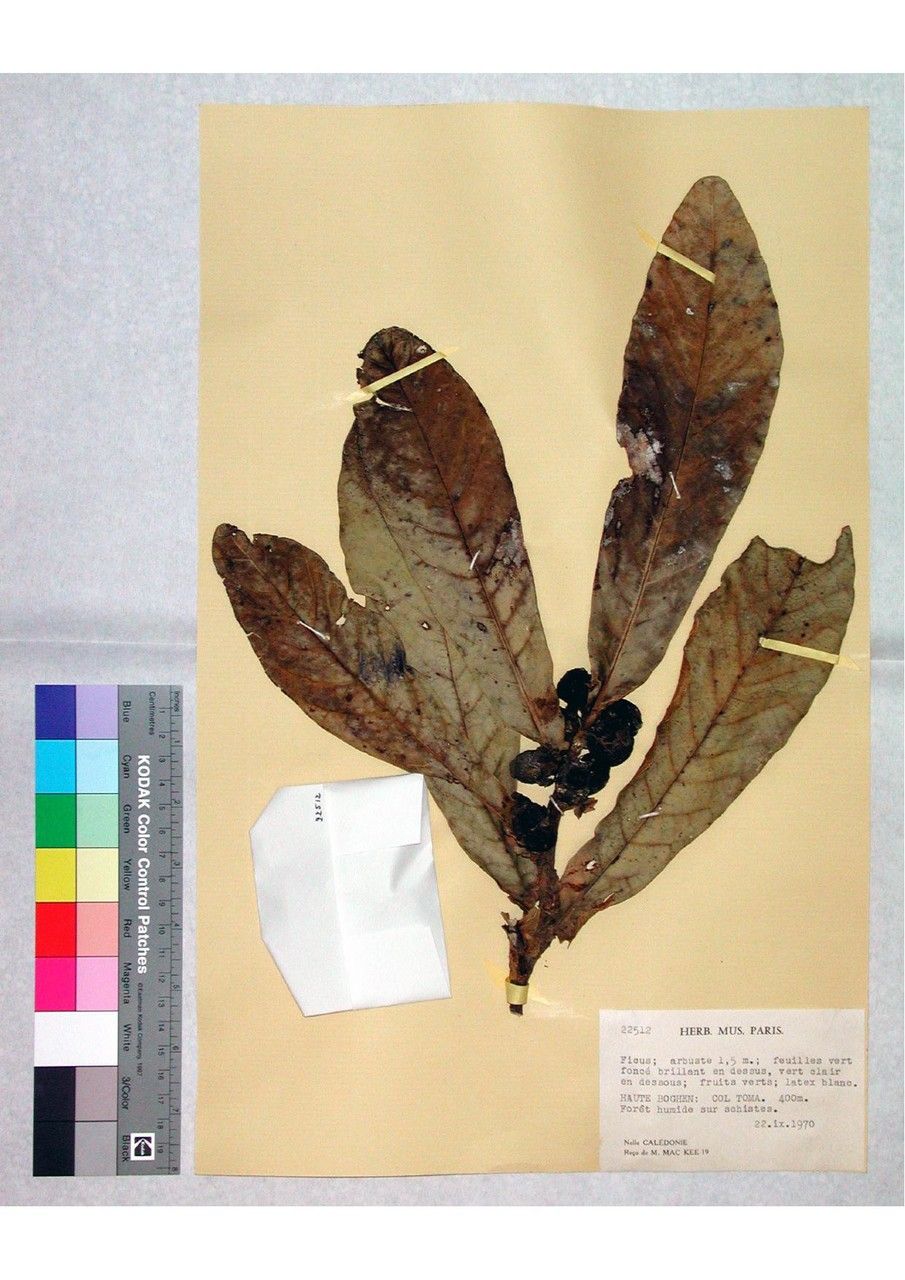 Ficus microtophora other