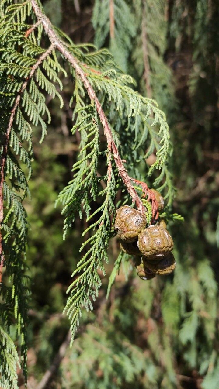 Cupressus cashmeriana fruit