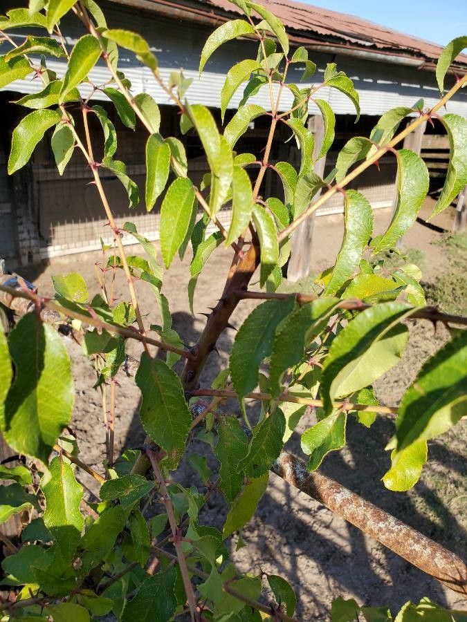 Zanthoxylum clava-herculis — search result for 'Zanthoxylum'