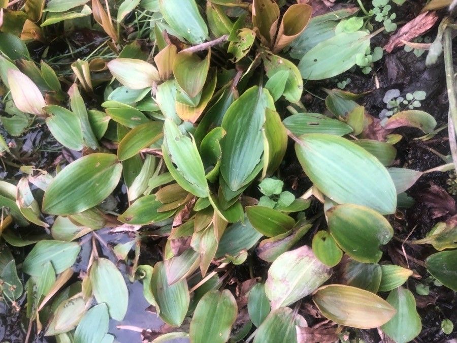 Potamogeton polygonifolius — search result for 'Potamogeton'