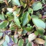 Potamogeton polygonifolius