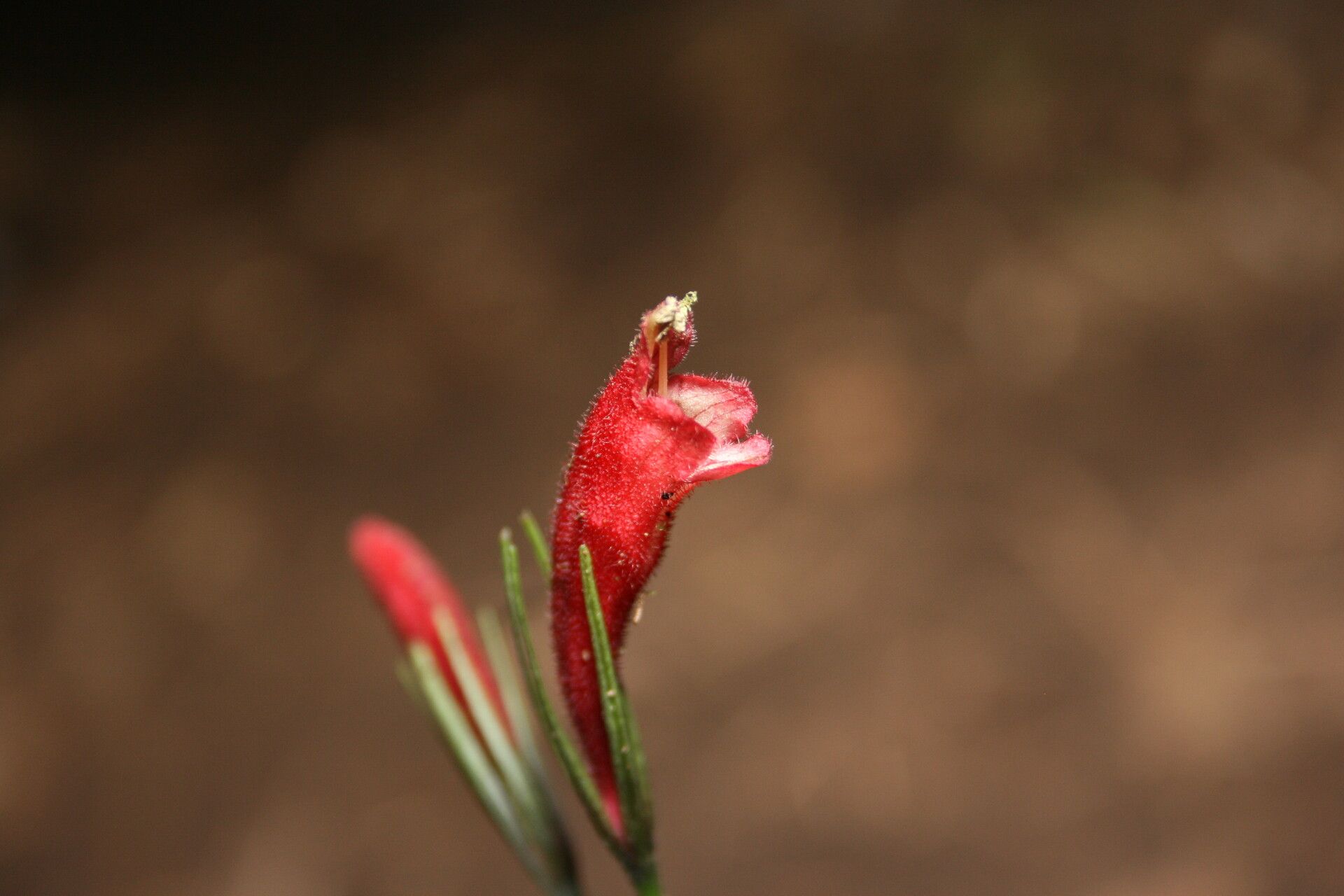 Aeschynanthus calanthus
