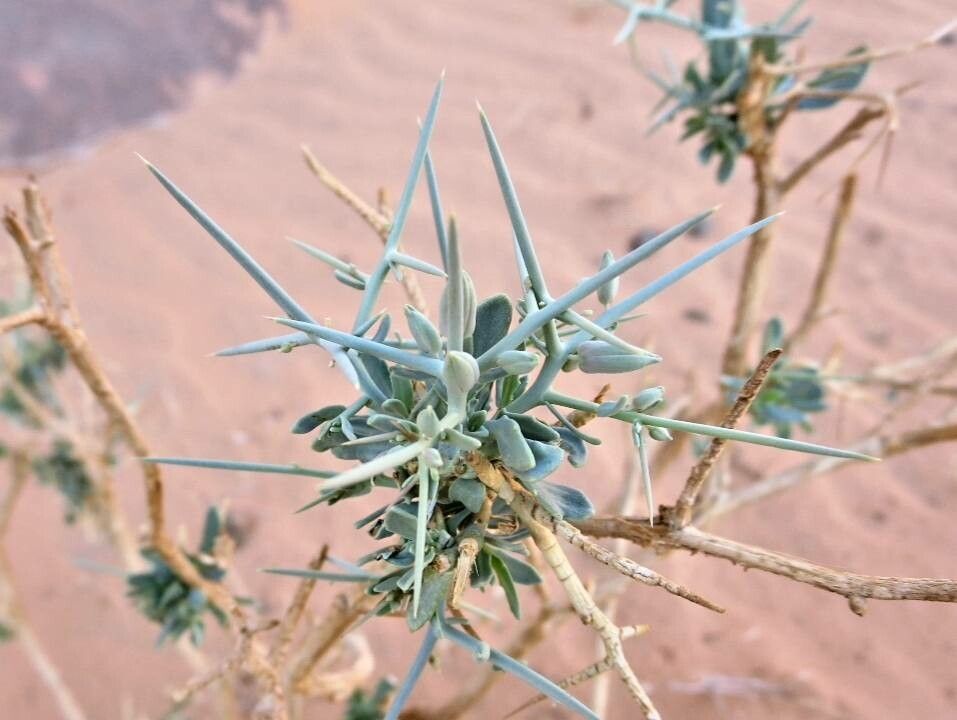 Zilla spinosa — houseplant care guide