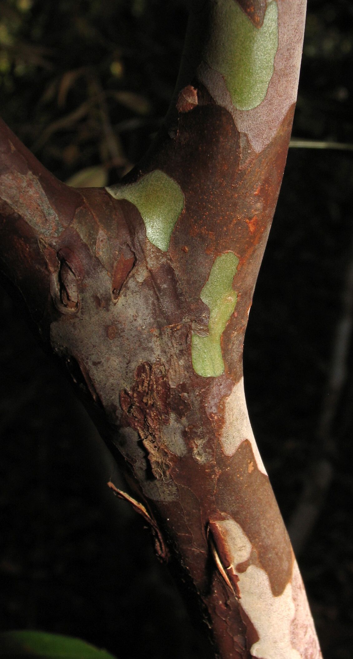 Myrcia tomentosa bark
