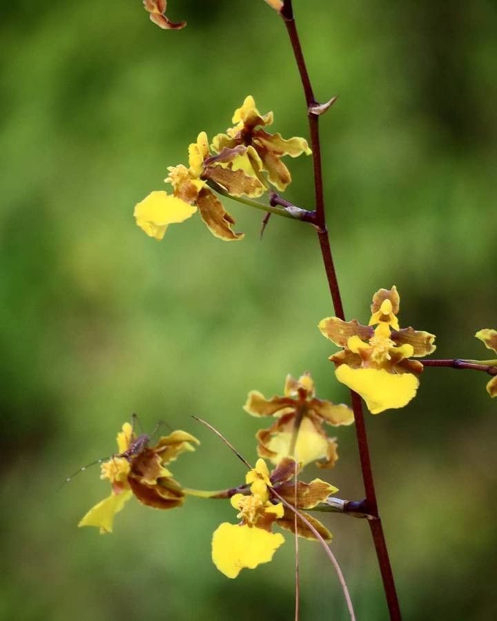 Oncidium ensatum flower