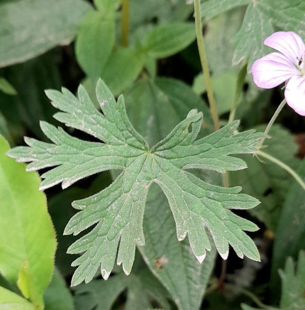 Geranium venturianum — houseplant care guide