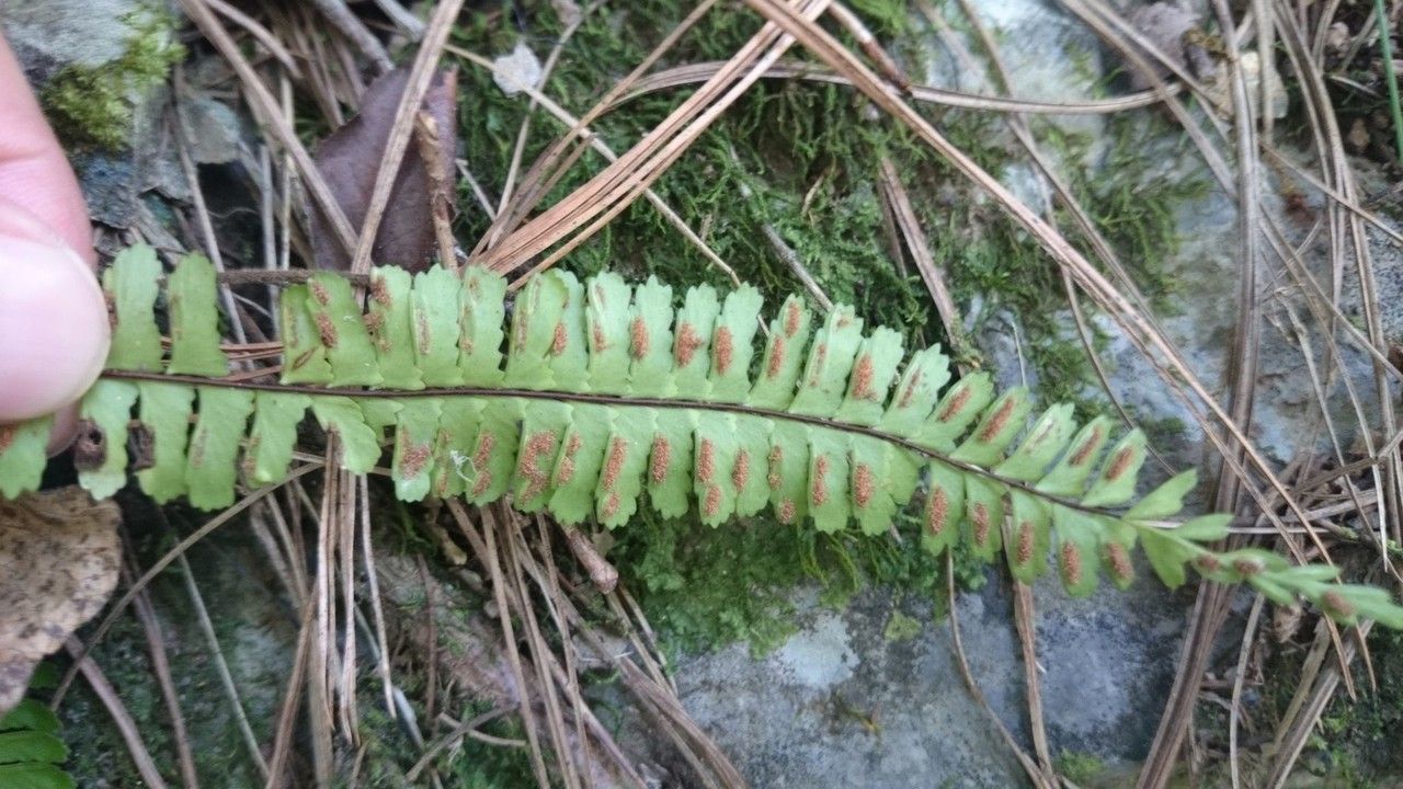Asplenium monanthes habit