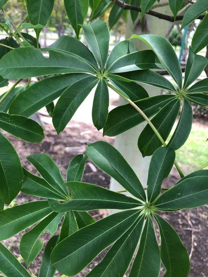 Ceiba pentandra — hardiness zone 12 houseplant