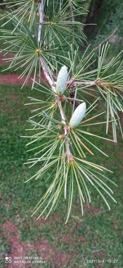 Larix occidentalis fruit