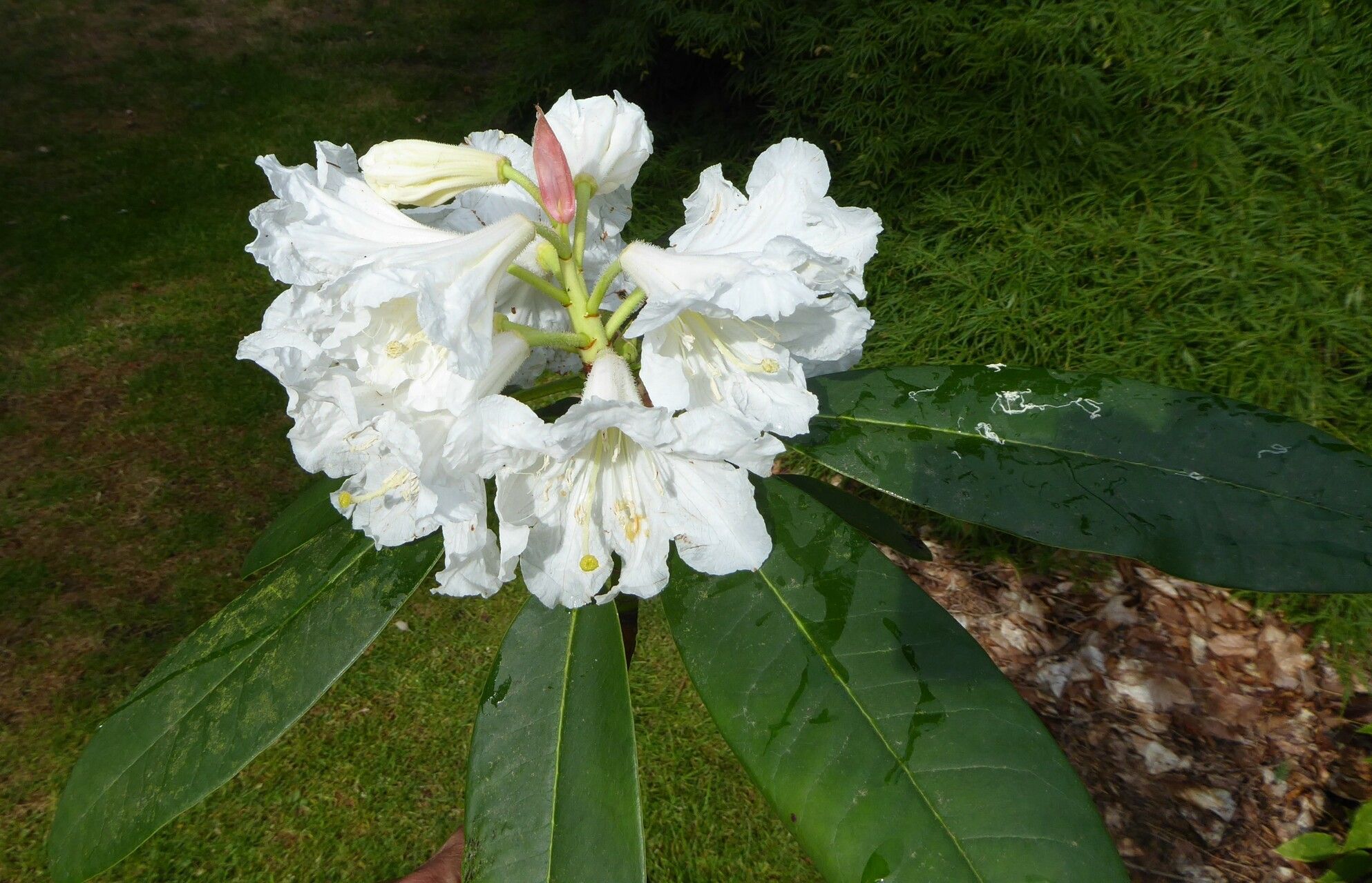 Rhododendron glanduliferum flower