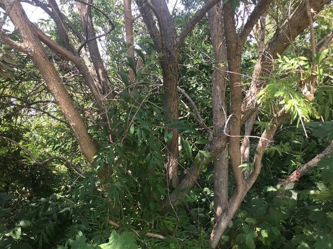 Fontanesia fortunei bark