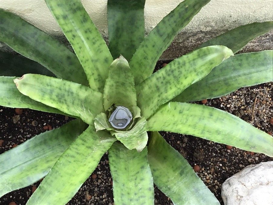 Canistrum fragrans — related species from the same genus