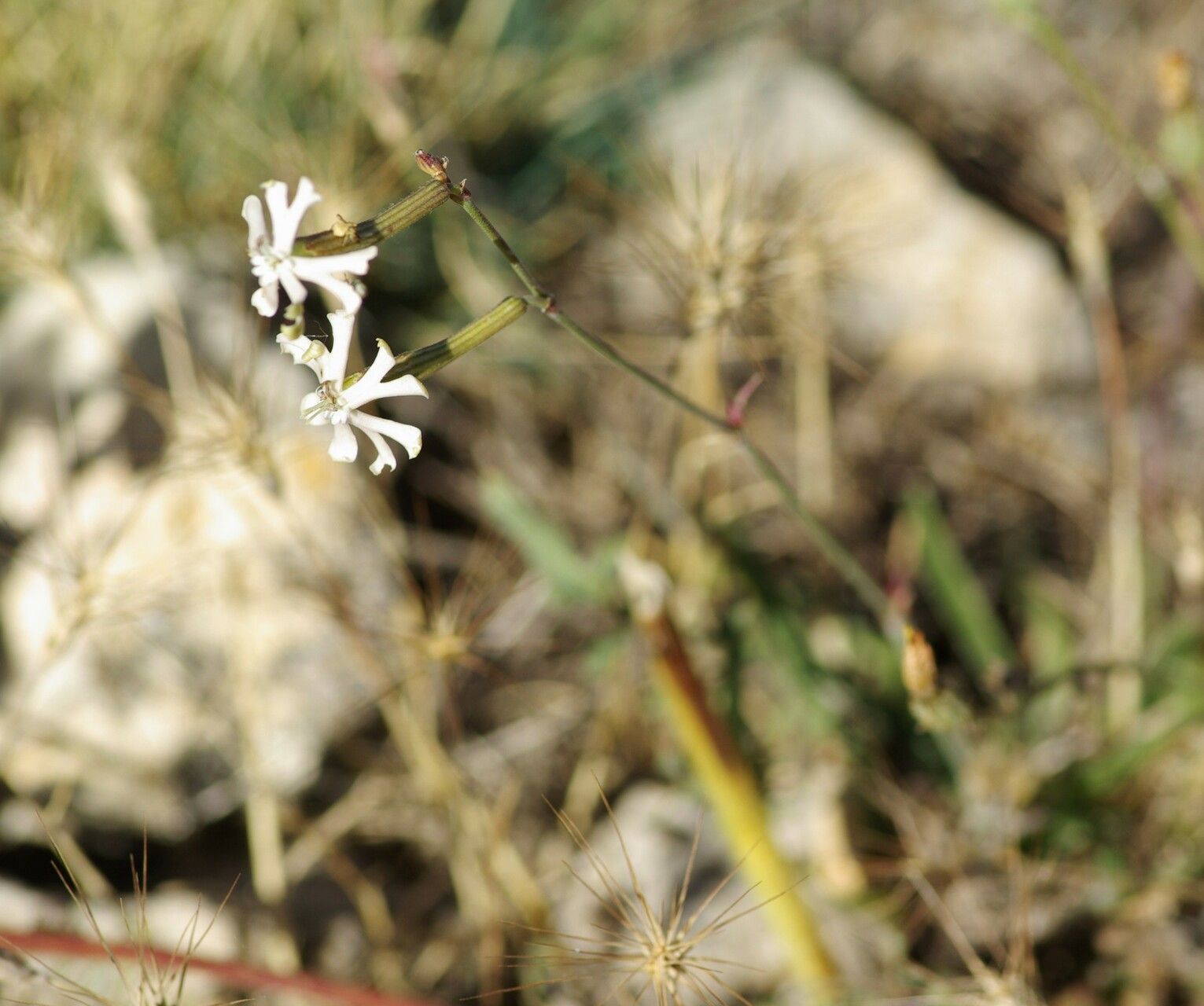 Silene legionensis flower