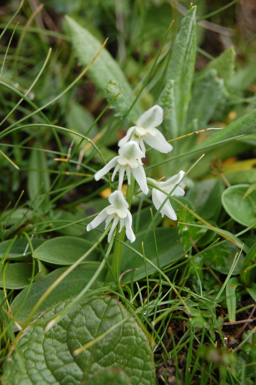 Herminium himalayanum — related species from the same genus
