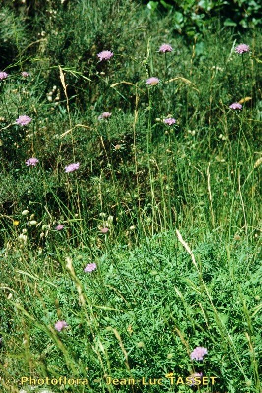 Scabiosa corsica habit