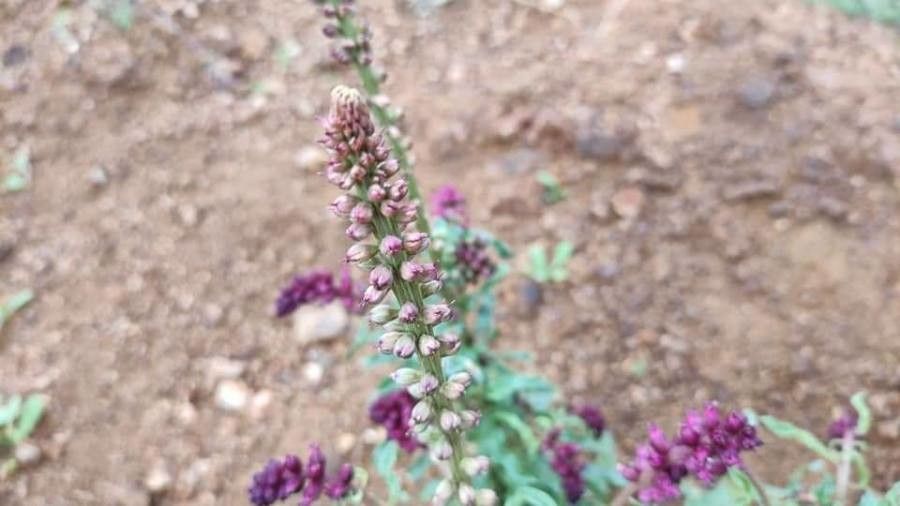 Lysimachia atropurpurea flower