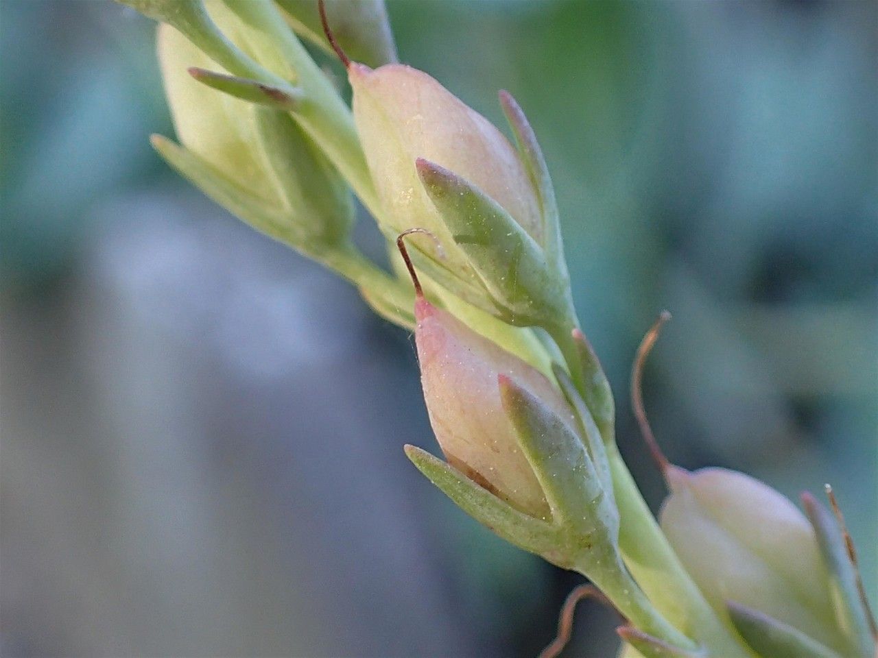 Veronica perfoliata fruit