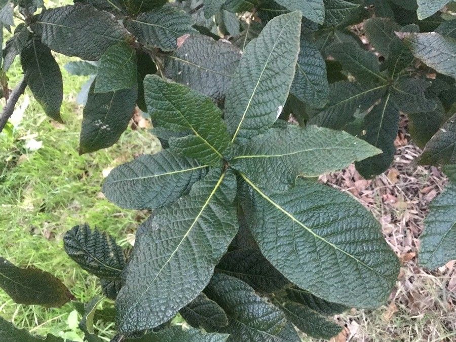 Quercus rysophylla — search result for 'Quercus'