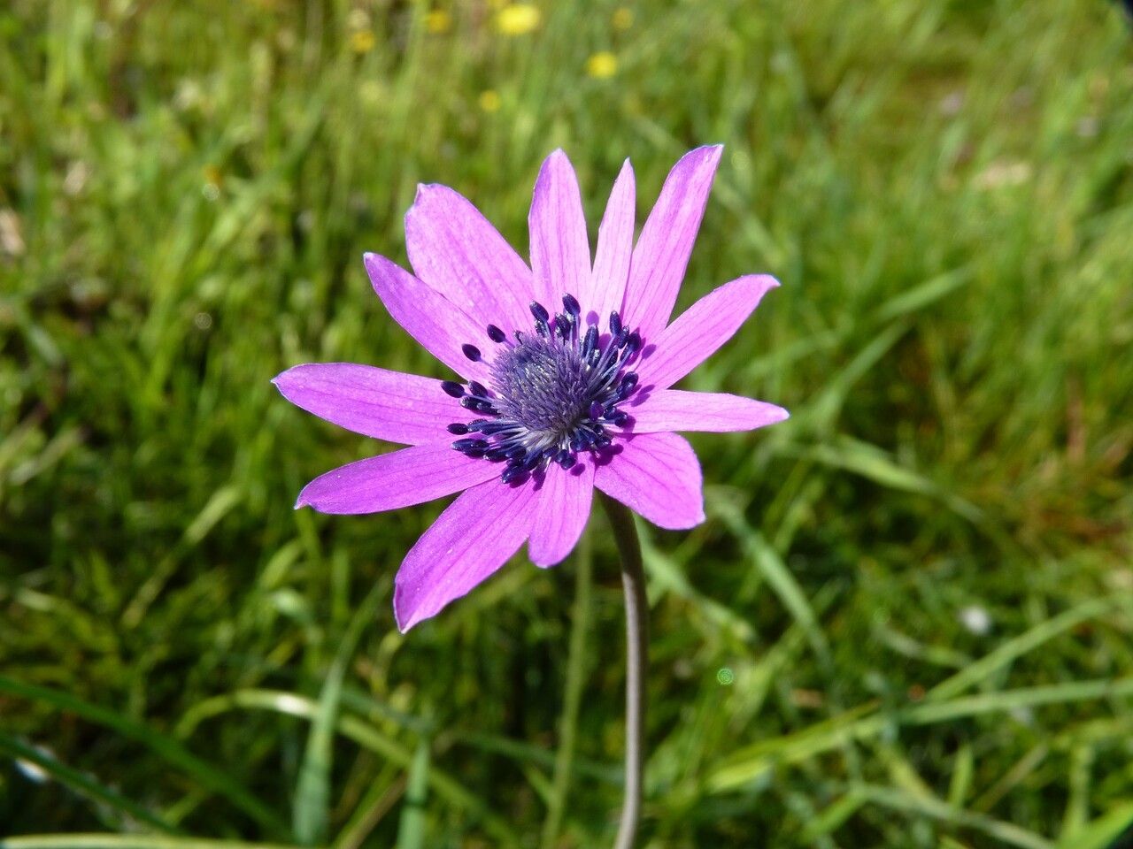 Anemone hortensis flower